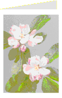 Card - Apple Blossom